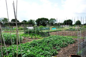 Allotments